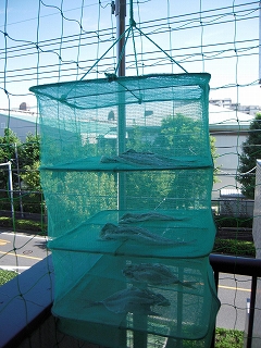 バルコニー活用法_e0264942_7503641.jpg