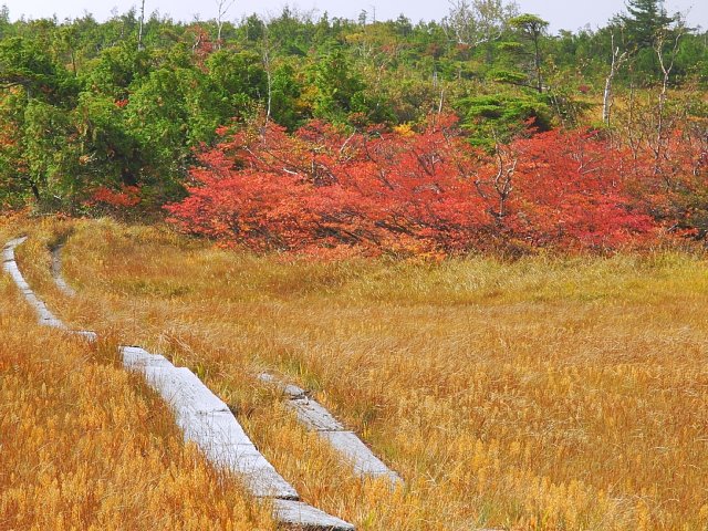 紅葉を求めて　　帝釈山～田代山湿原_b0122448_20471034.jpg