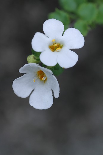 c0155950_23111350.jpg