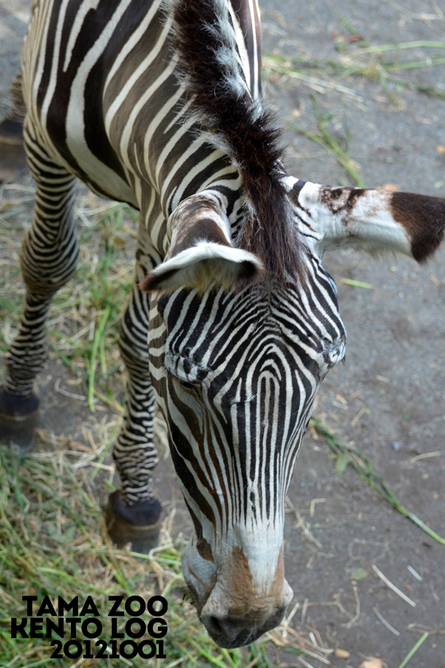 TAMA　ZOO！_c0226252_2324710.jpg