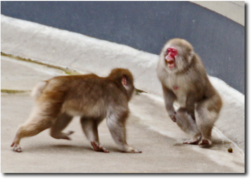 上野動物園_f0169857_19532954.jpg