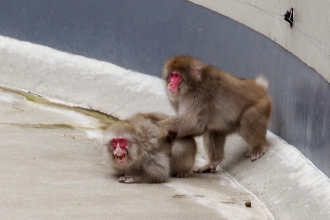 上野動物園_f0169857_19543441.jpg