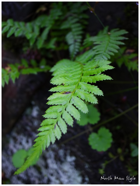 魅惑のシダ植物_a0114060_2224134.jpg