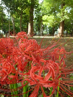 autumn park  久しぶりにゆっくりと♪_a0165160_5523676.jpg