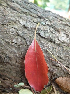 autumn park  久しぶりにゆっくりと♪_a0165160_614311.jpg