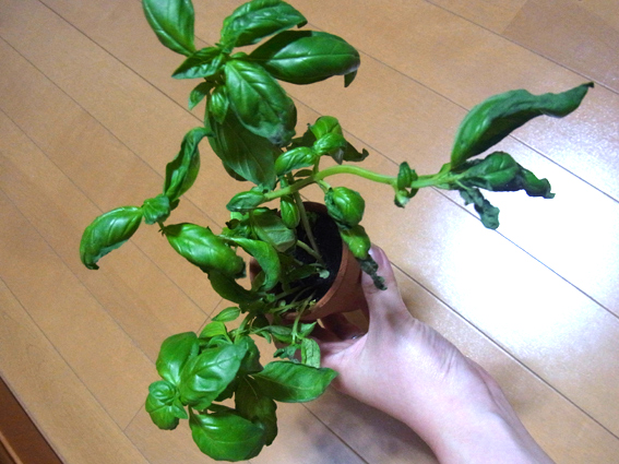 a0274963_23475230.jpg