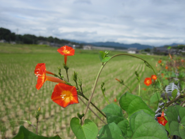 駐車場に咲く花_c0169069_1261573.jpg