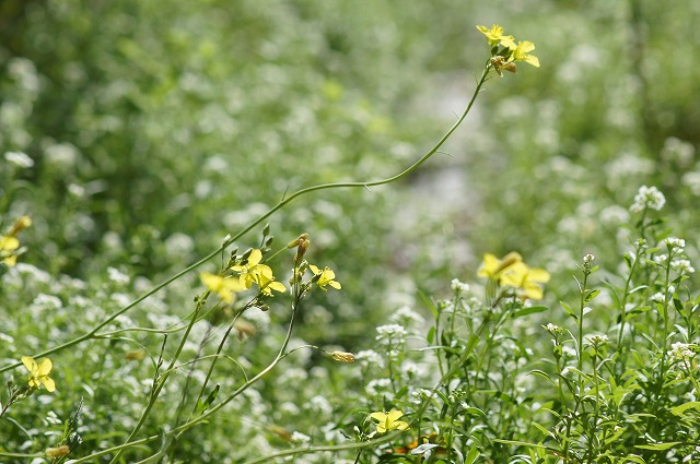 e0181373_21385932.jpg