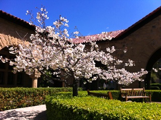 スタンフォードの桜_b0271774_13131391.jpg