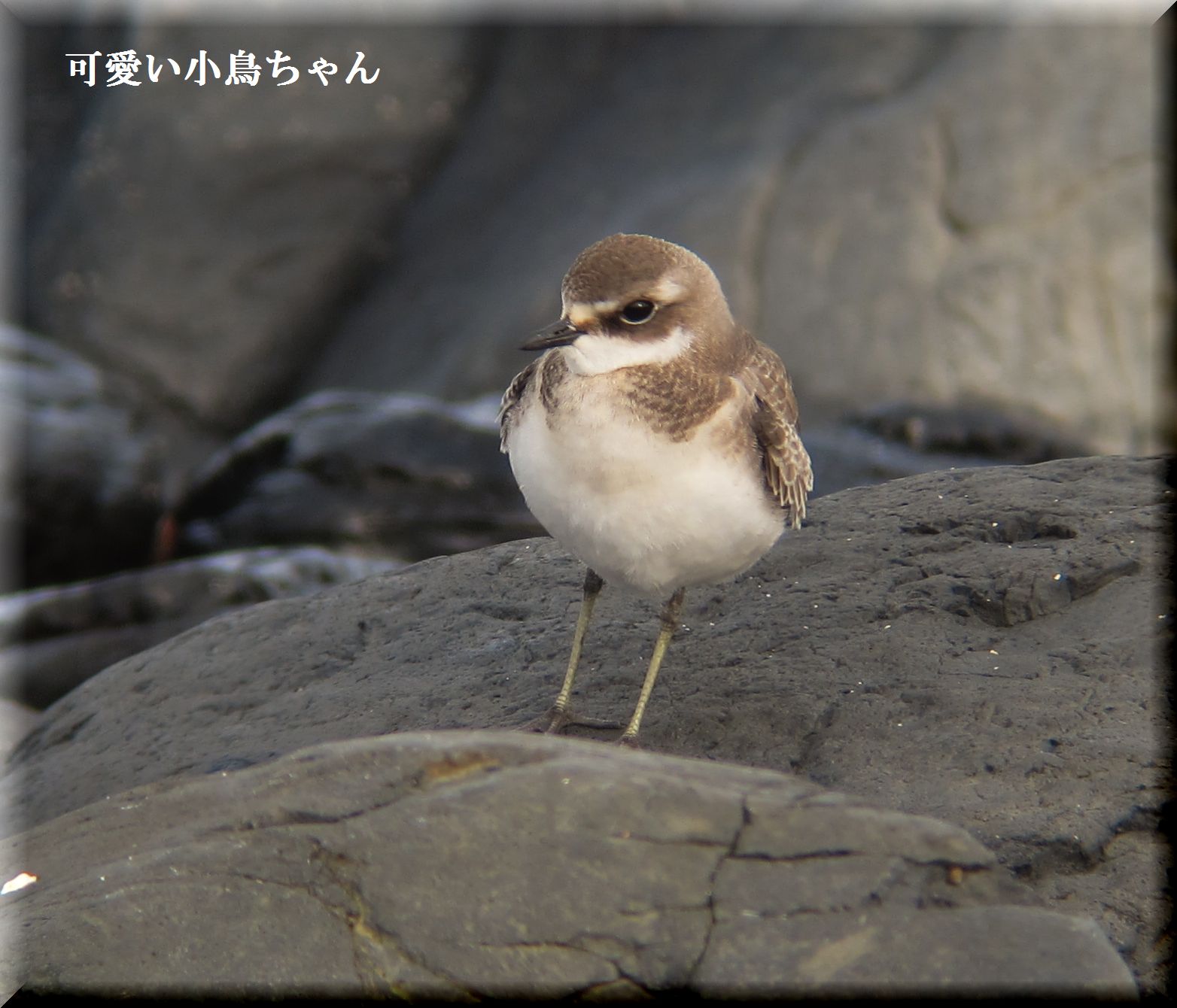 メダイチドリちゃんです。_e0018678_1714017.jpg