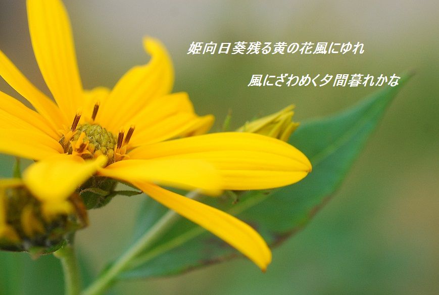 花などを詠む_c0187781_030453.jpg