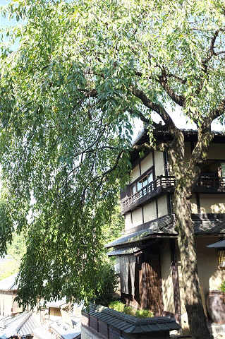 a0275782_1554289.gif