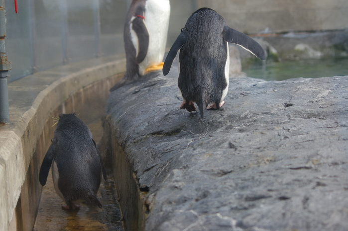 旭山動物園その2。ペンギン館！！_d0114782_174122100.jpg