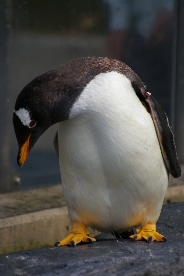 旭山動物園その2。ペンギン館！！_d0114782_17433756.jpg