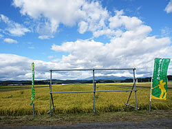 稲刈り体験(緑ヶ丘小・北郷小)_d0247484_10181374.jpg