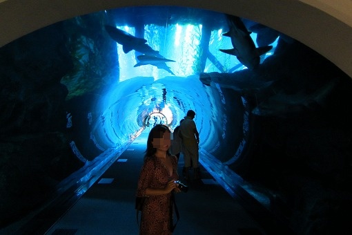 ドバイ・アブダビ旅行記　3日目-2　Aquarium Tunnel_e0160595_1504020.jpg