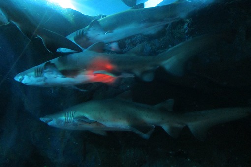 ドバイ・アブダビ旅行記　3日目-2　Aquarium Tunnel_e0160595_1513049.jpg