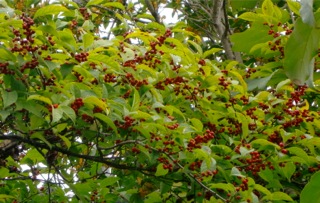 c0151898_13345545.jpg