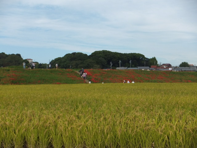 a0271502_15185224.jpg