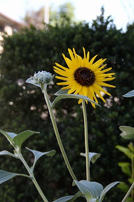 こんにちは　ひまわり～♪　秋の寄せ植え_a0123003_8131280.jpg