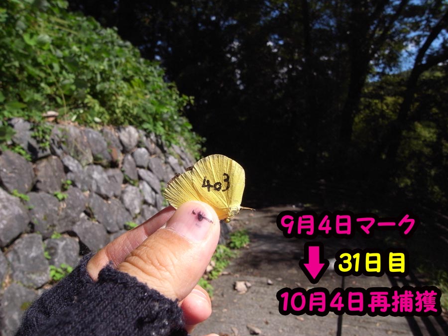 キタキチョウ再捕獲_e0253104_21302414.jpg
