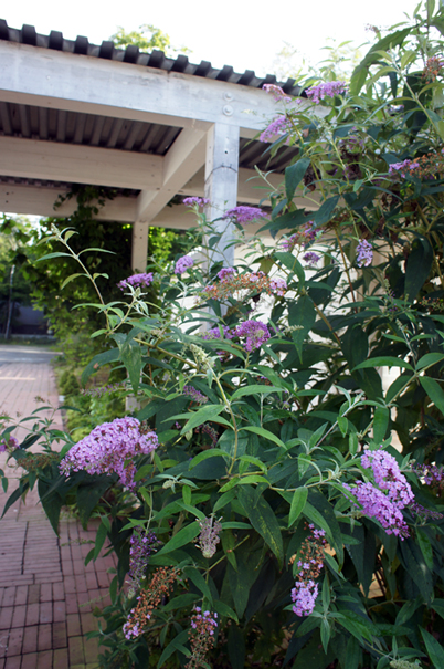 f0160407_455156.jpg