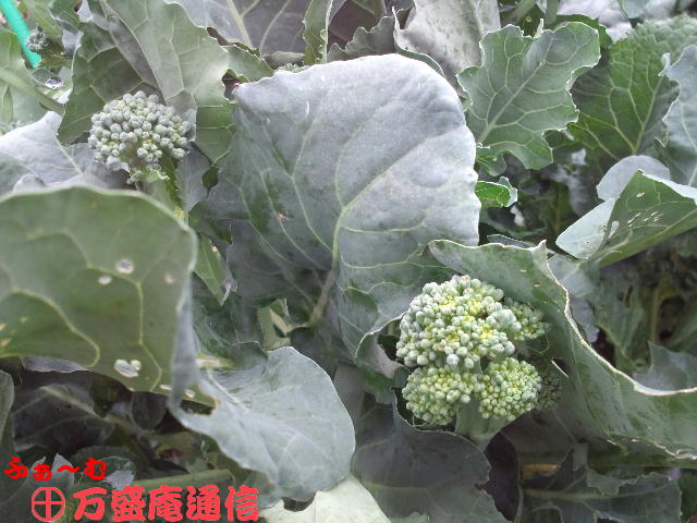 b0172209_9121877.jpg