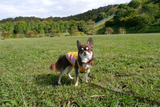 伊勢原市総合運動公園_d0190214_15143186.jpg