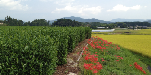 紅茶旅 (新城~作手~新城 2)_b0220318_20131043.png