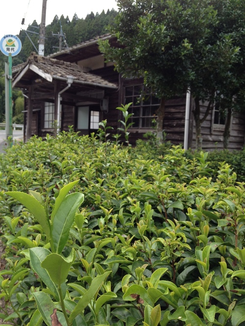 紅茶旅 (新城~作手~新城 1)_b0220318_527764.jpg