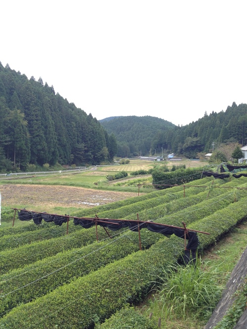 紅茶旅 (新城~作手~新城 1)_b0220318_528183.jpg