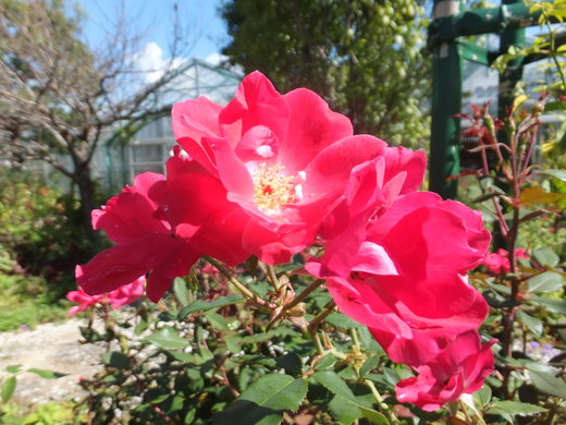 e0135518_1544109.jpg