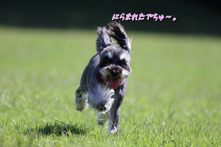 ちょきちょきしてきたでちゅよ。_b0249720_14452326.jpg