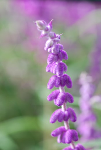 c0115121_90985.jpg