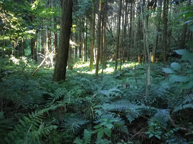 b0138522_23515642.jpg