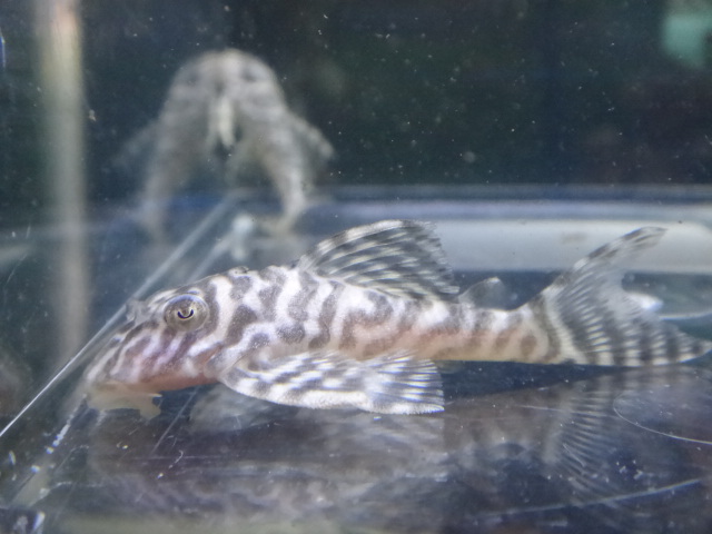 121004 熱帯魚・水草_f0189122_1424463.jpg