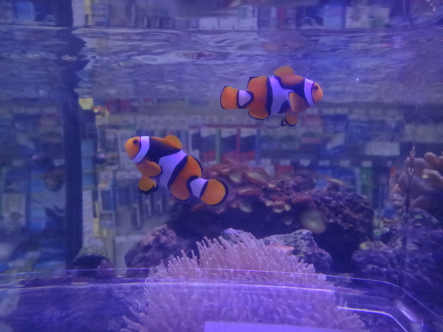 121004 熱帯魚・水草_f0189122_14245842.jpg