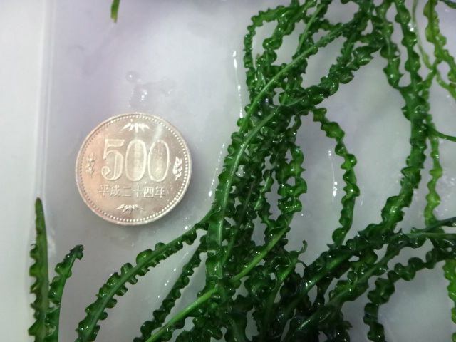 121004 熱帯魚・水草_f0189122_14275450.jpg