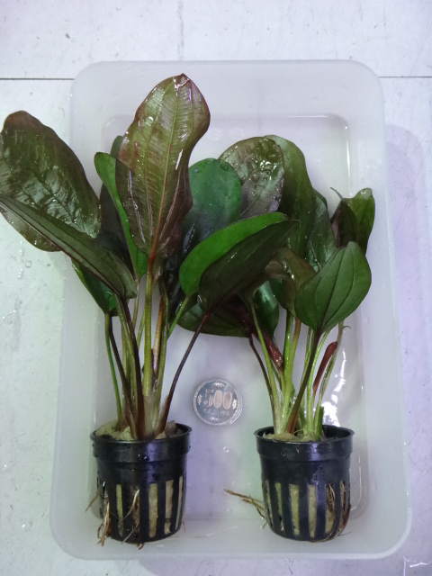 121004 熱帯魚・水草_f0189122_14304461.jpg