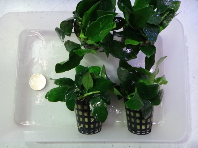 121004 熱帯魚・水草_f0189122_14322892.jpg