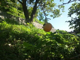 数年ぶり・・・♪ 10/4②_b0247223_17165974.jpg
