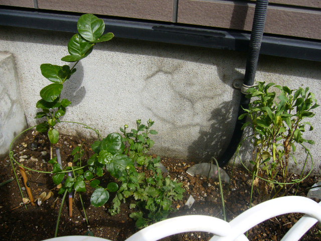 d0000324_112528.jpg