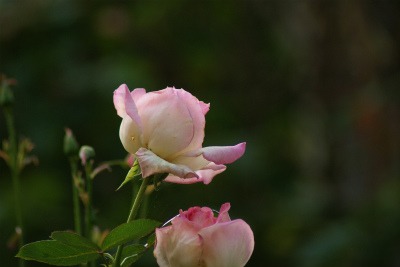 f0170524_8273298.jpg