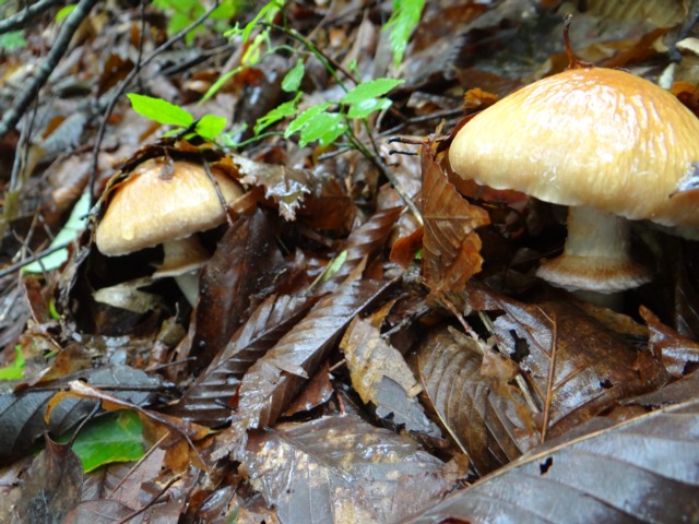 120  雑木林・アカマツ林・カラマツ林のきのこ狩り_e0266825_1891072.jpg