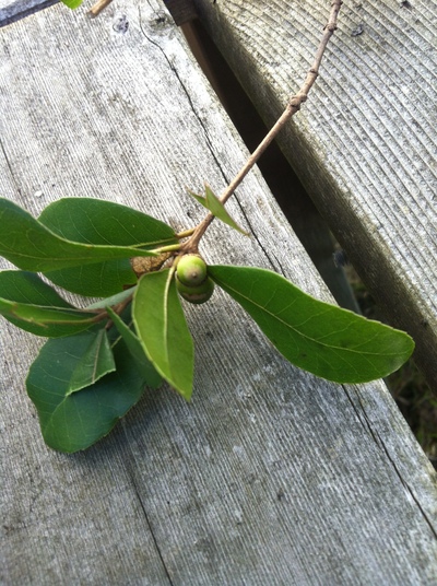 a0191728_9524357.jpg