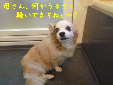 b0138430_15391583.jpg