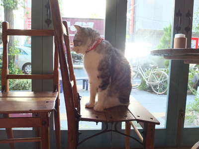 カフェの看板猫_b0241531_2014264.jpg