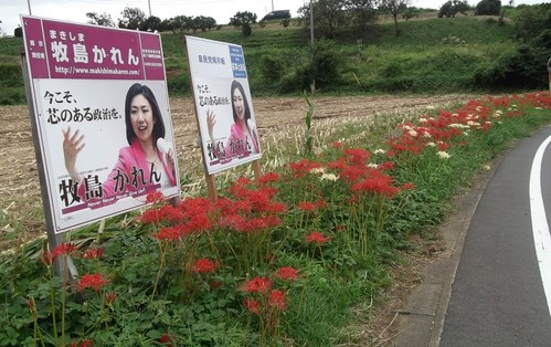 遅れていた...彼岸花が咲いた。_b0137932_19592066.jpg