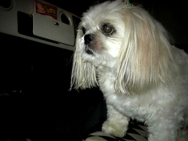 c0078333_1958579.jpg