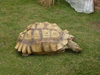 家の近くのミニ動物園？_c0191138_2230563.jpg